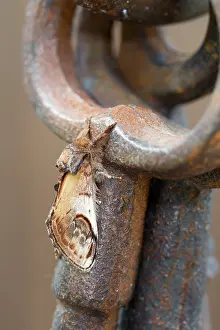 Notodonta: Pebble Prominent Moth