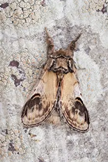 960521: Pebble Prominent Moth - on lichen covered bark