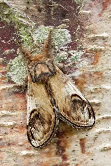 Notodonta: Pebble Prominent Moth at rest