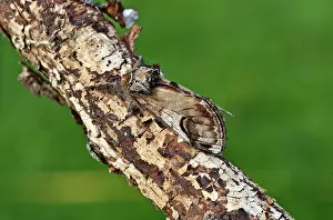Notodonta: Pebble prominent Moth - at rest on dead twig
