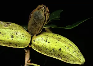 Scab: Pecan scab on pecan nuts