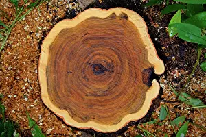 Rings: Pecan tree trunk