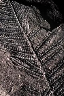 Gymnosperm: Pecopteris Fossil