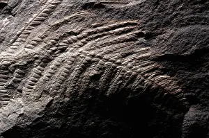 Gymnosperm: Pecopteris Fossil