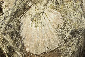 Pecten: Pecten Fossil