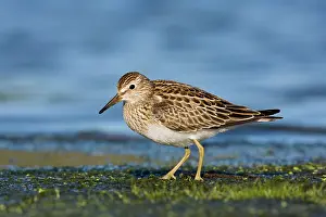Pectoral: Pectoral Sandpiper