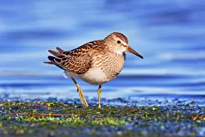 Pectoral: Pectoral Sandpiper