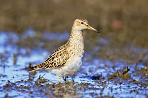 Pectoral: Pectoral Sandpiper