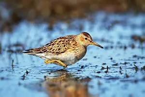 Pectoral: Pectoral Sandpiper