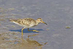 Pectoral: Pectoral Sandpiper