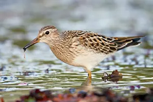 Pectoral: Pectoral Sandpiper - Autumn