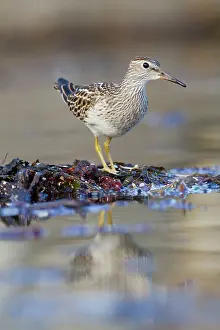 Pectoral: Pectoral Sandpiper - Autumn