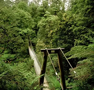 Pedestrian: Pedestrian bridge, Tarra Bulga National Park, Victoria