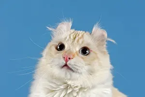 Curl: Pedigree cat, American Curl, cat breed