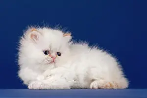 Pedigr: Pedigree cat, Persian cat, kitten, 5 weeks