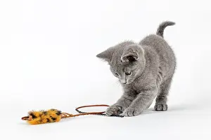 Catus: Pedigree cat Russian Blue (Felis silvestris catus)