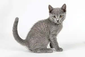 Catus: Pedigree cat Russian Blue (Felis silvestris catus)