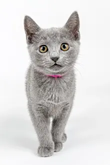 Catus: Pedigree cat Russian Blue (Felis silvestris catus)