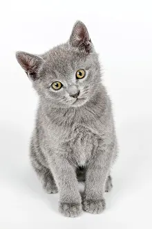 Catus: Pedigree cat Russian Blue (Felis silvestris catus)