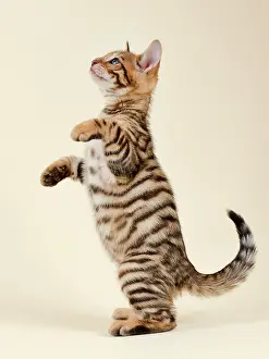 Training: Pedigree cat Toyger (Felis silvestris catus), Age