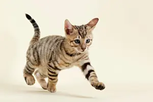 Toyger: Pedigree cat Toyger (Felis silvestris catus), Age