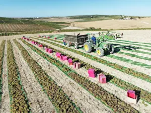 Working: Pedro Ximenez grapes are air-dried and dehydrated shortly after harvest