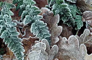 Rimed: Pedunculate / Common / English OAK - Rimed leaves