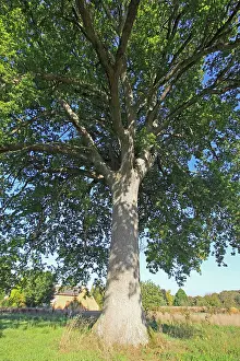 Pedunculate: Pedunculate / English Oak