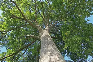 Leafy: Pedunculate / English Oak