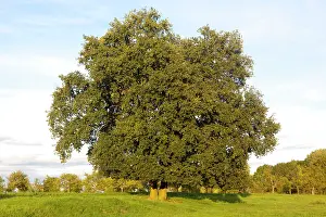 Pedunculate: Pedunculate / English Oak Tree