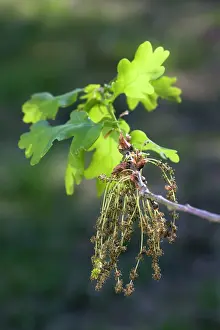 Pedunculate: Pedunculate / English Oak Tree - flowering leaves