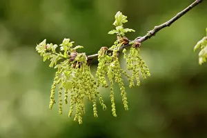 Pedunculate: Pedunculate Oak blooming
