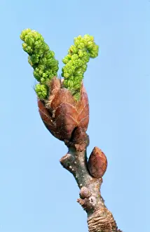 Pedunculate: Pedunculate OAK - bud