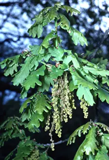 Oaks: PEDUNCULATE OAK - close-up of male catkins