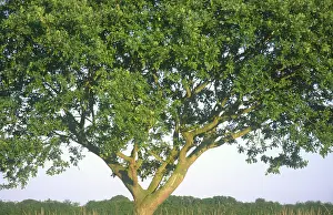 Pedunculate: Pedunculate Oak Tree