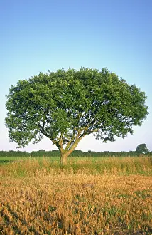 Pedunculate: Pedunculate Oak Tree
