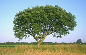 Pedunculate: Pedunculate Oak Tree - on field border