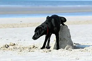 Banks: Peeing young black Labrador Retriever dog (Canis