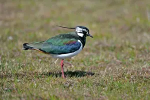Peewit: Peewit, Lapwing - adult with colourful gleaming plumage