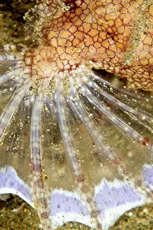 Pegasus: Pegasus Seamoth - fin