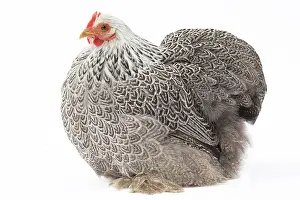 Pekin: Pekin Chicken Hen
