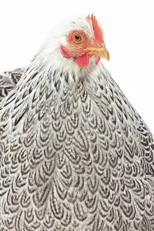 Pekin: Pekin Chicken Hen