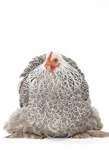 Pekin: Pekin Chicken Hen