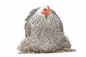 Pekin: Pekin Chicken Hen
