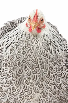 Hens: Pekin Chicken Hen