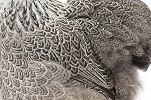 Feature Idea - Patterns In Nature: Pekin Chicken Hen close up of plumage
