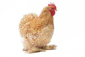 Pekin: Pekin Chicken tan colour Cockerel / Rooster