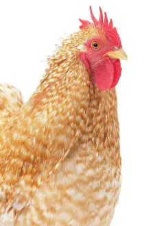 Pekin: Pekin Chicken tan colour Cockerel / Rooster
