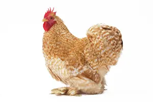 Cockerel: Pekin Chicken tan colour Cockerel / Rooster