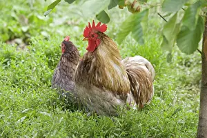 Bantam: Pekin / Cochin Bantam Chickens cockerel hen